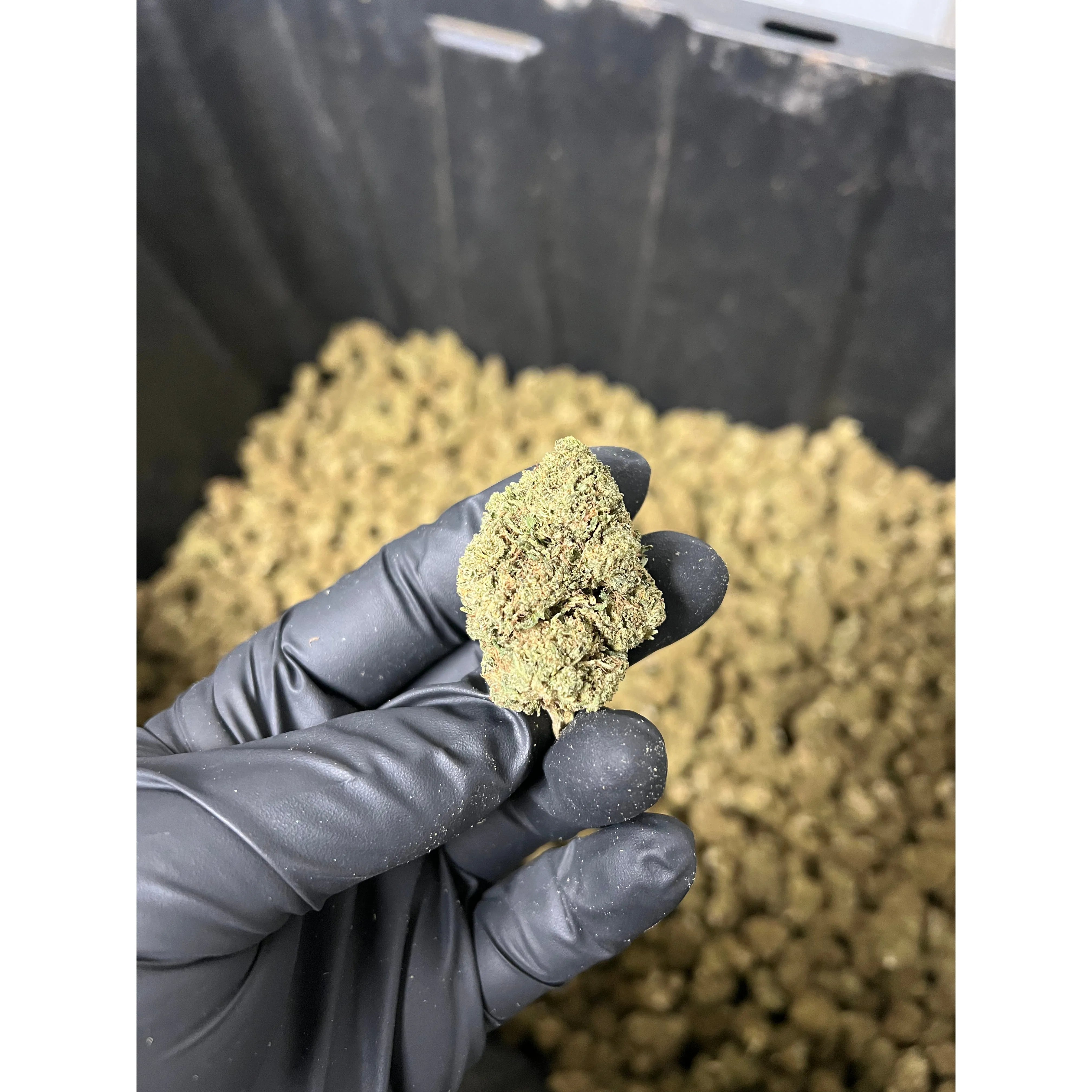 Bubba Kush Greenhouse Hemp Flower
